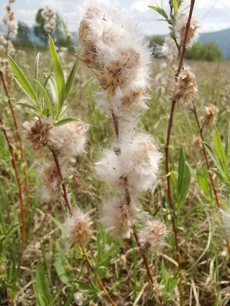 Salix rosmarinifolia fruit