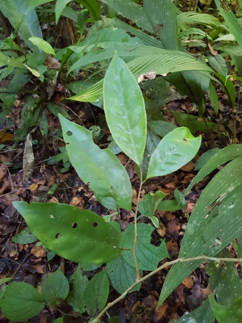 Otoba vespertilio leaf