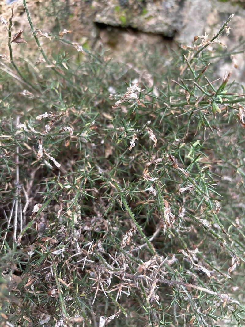 Genista sylvestris — search result for 'Genista'