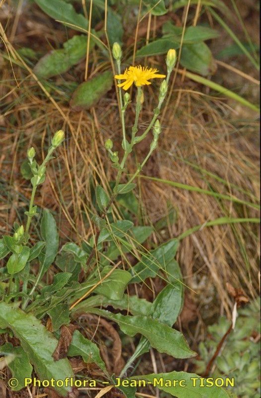 Hieracium legrandianum habit