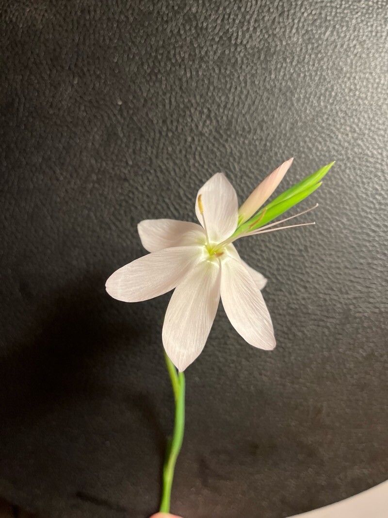Hesperantha falcata — related species from the same genus