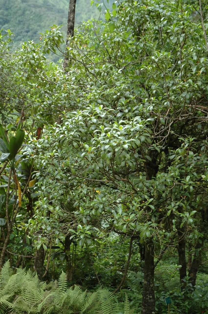 Psychotria kaduana habit