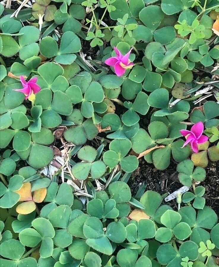 Oxalis purpurea flower
