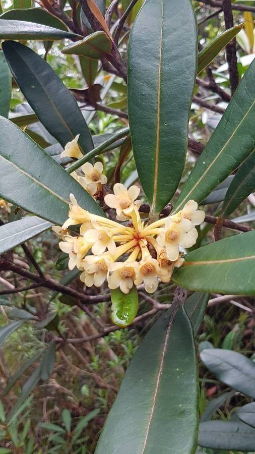 Baloghia deplanchei — houseplant care guide