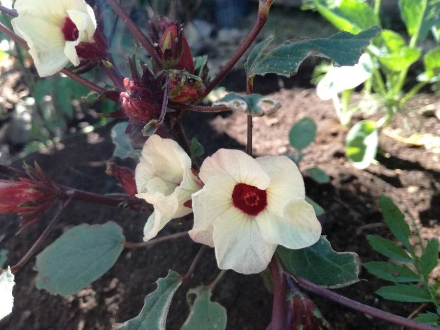 Gossypium herbaceum flower