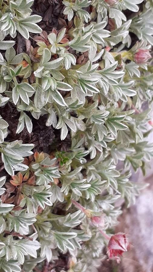 Potentilla nitida — search result for 'Potentilla'