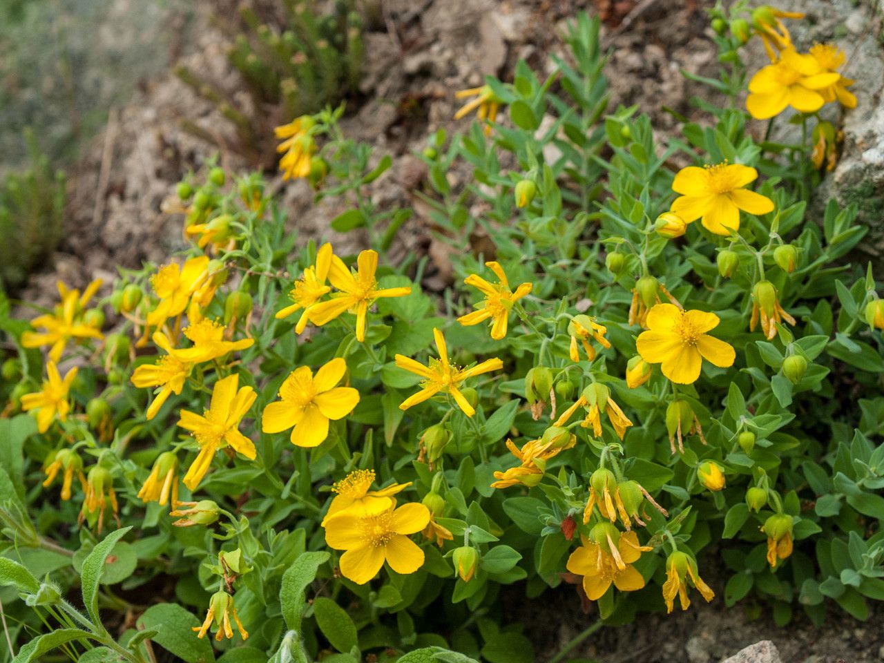 Hypericum cerastioides habit