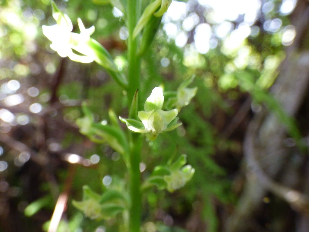 Habenaria decaryana flower