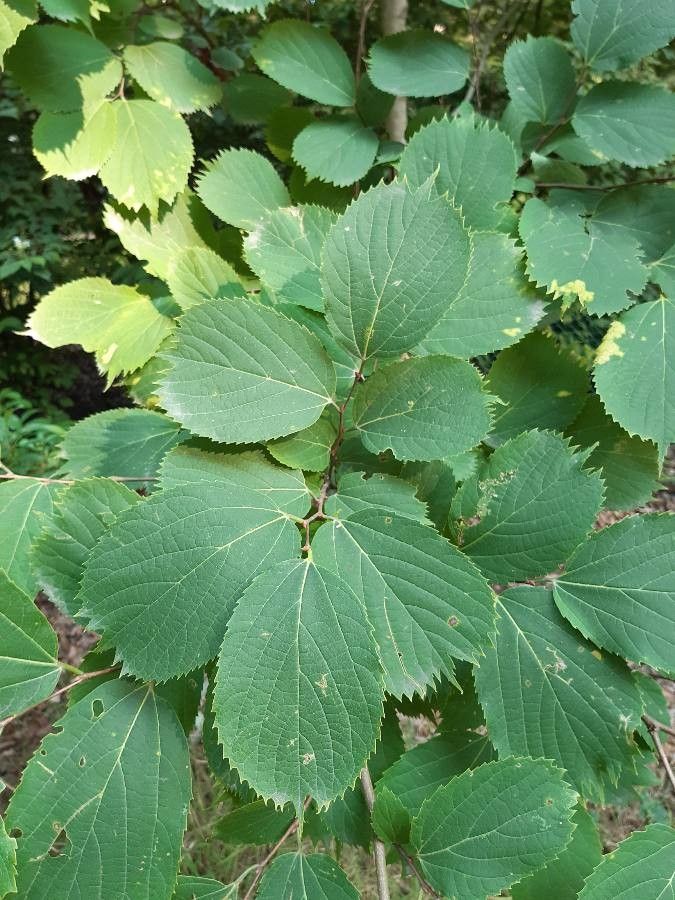 Celtis koraiensis — search result for 'Celtis'