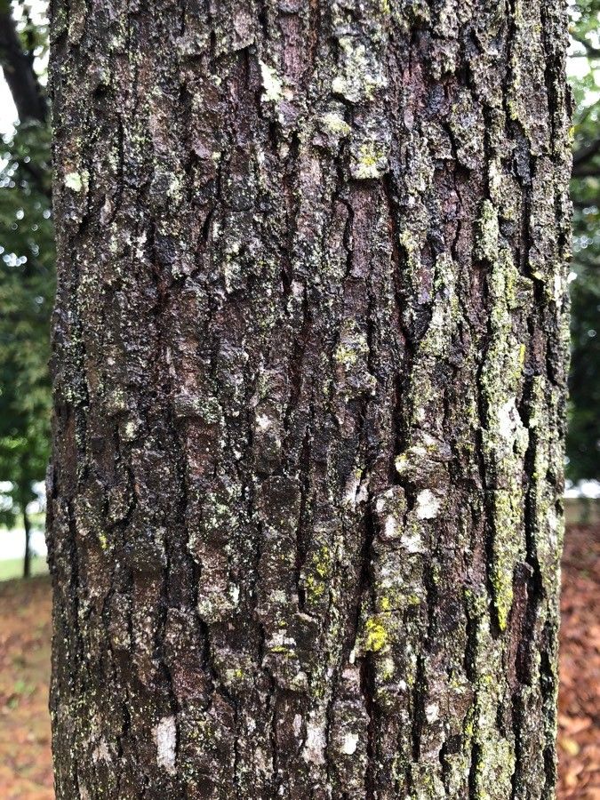 Shorea acuminata bark