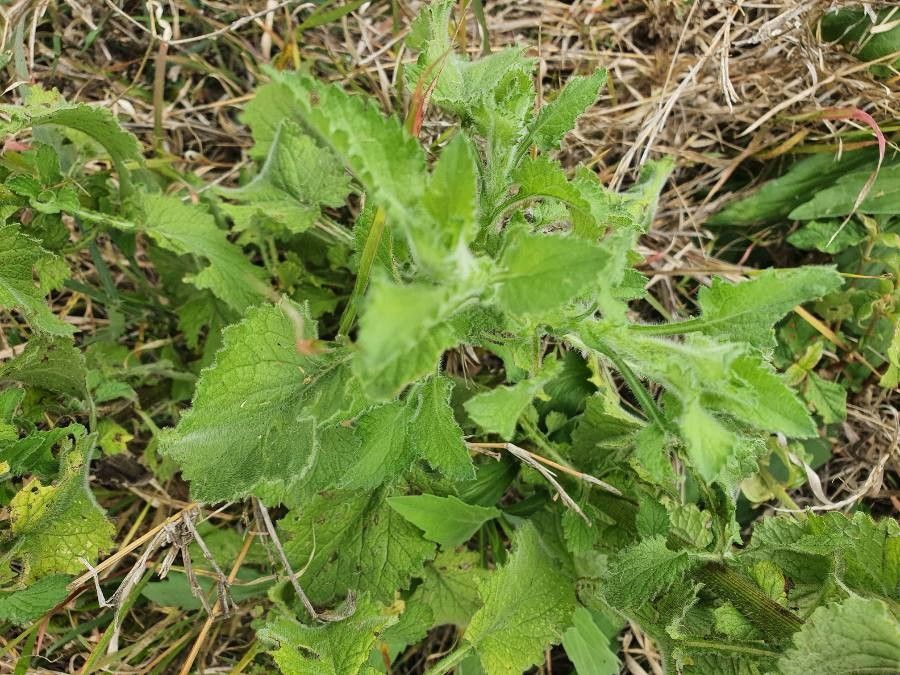 Erigeron steudelii — search result for 'Erigeron'