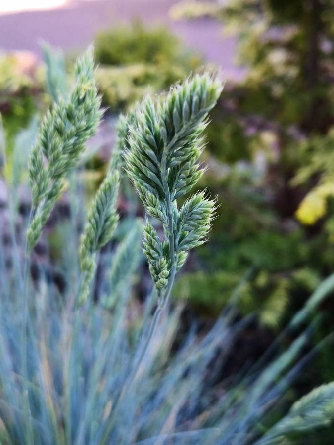 Festuca glauca flower