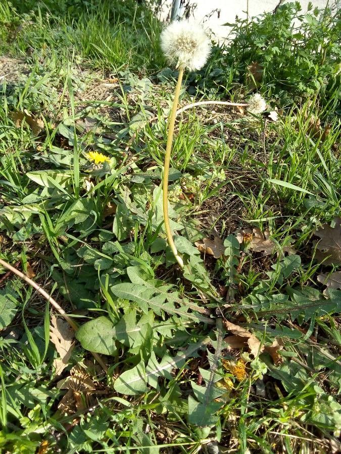 Taraxacum mediterraneum bark