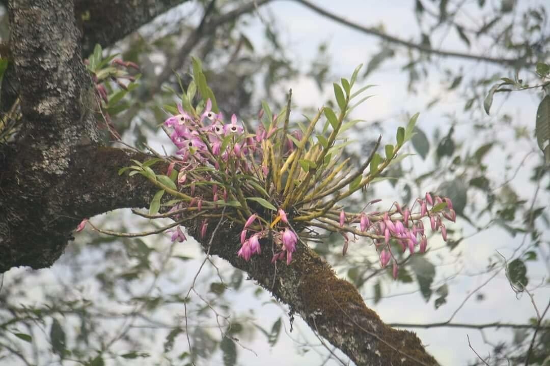 Dendrobium hercoglossum flower