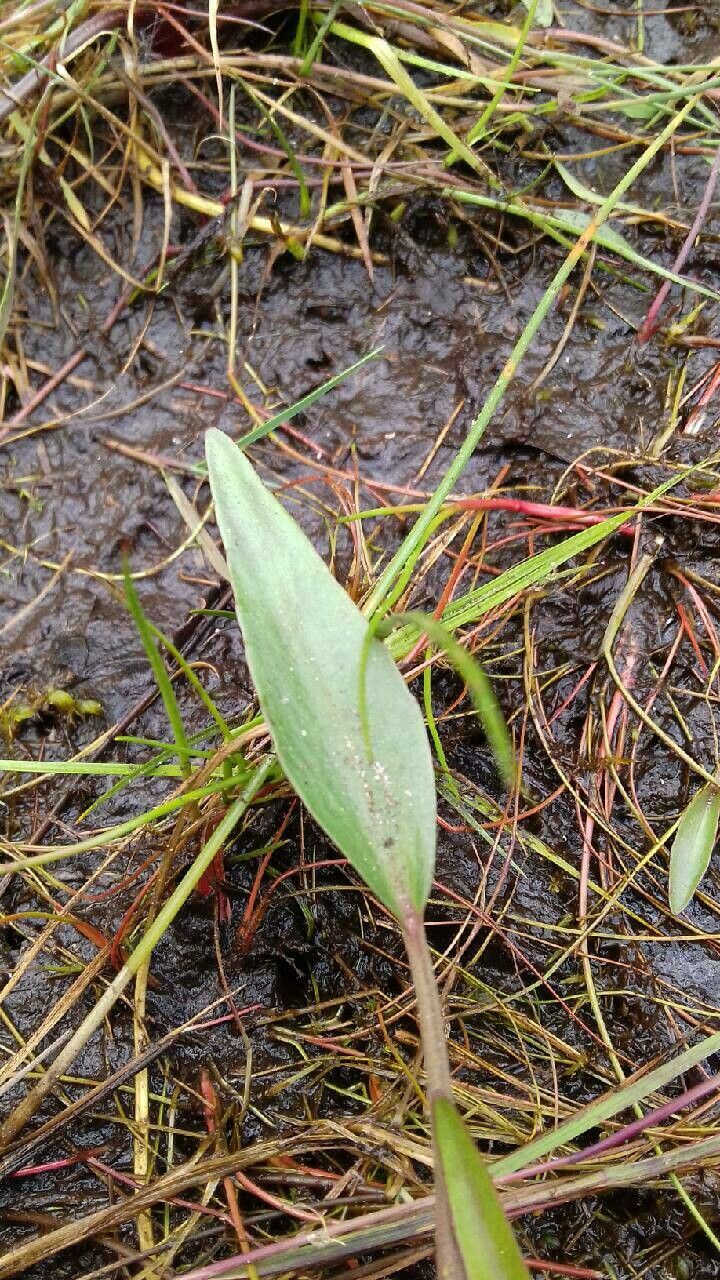 Alisma lanceolatum — related species from the same genus