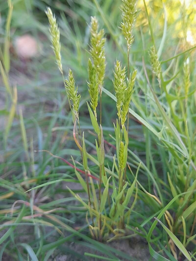Rostraria smyrnacea habit