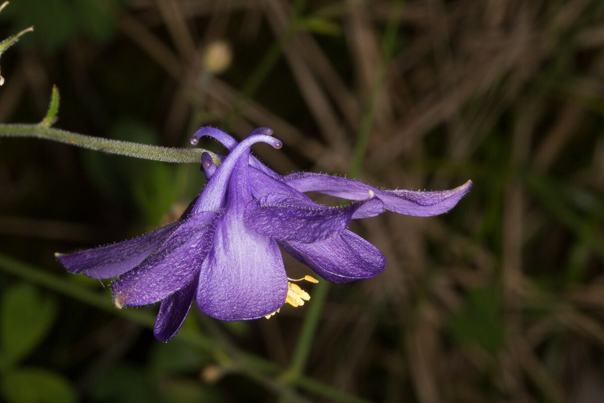 Aquilegia einseleana bark