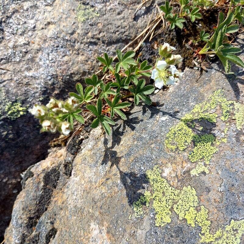 Potentilla crassinervia habit