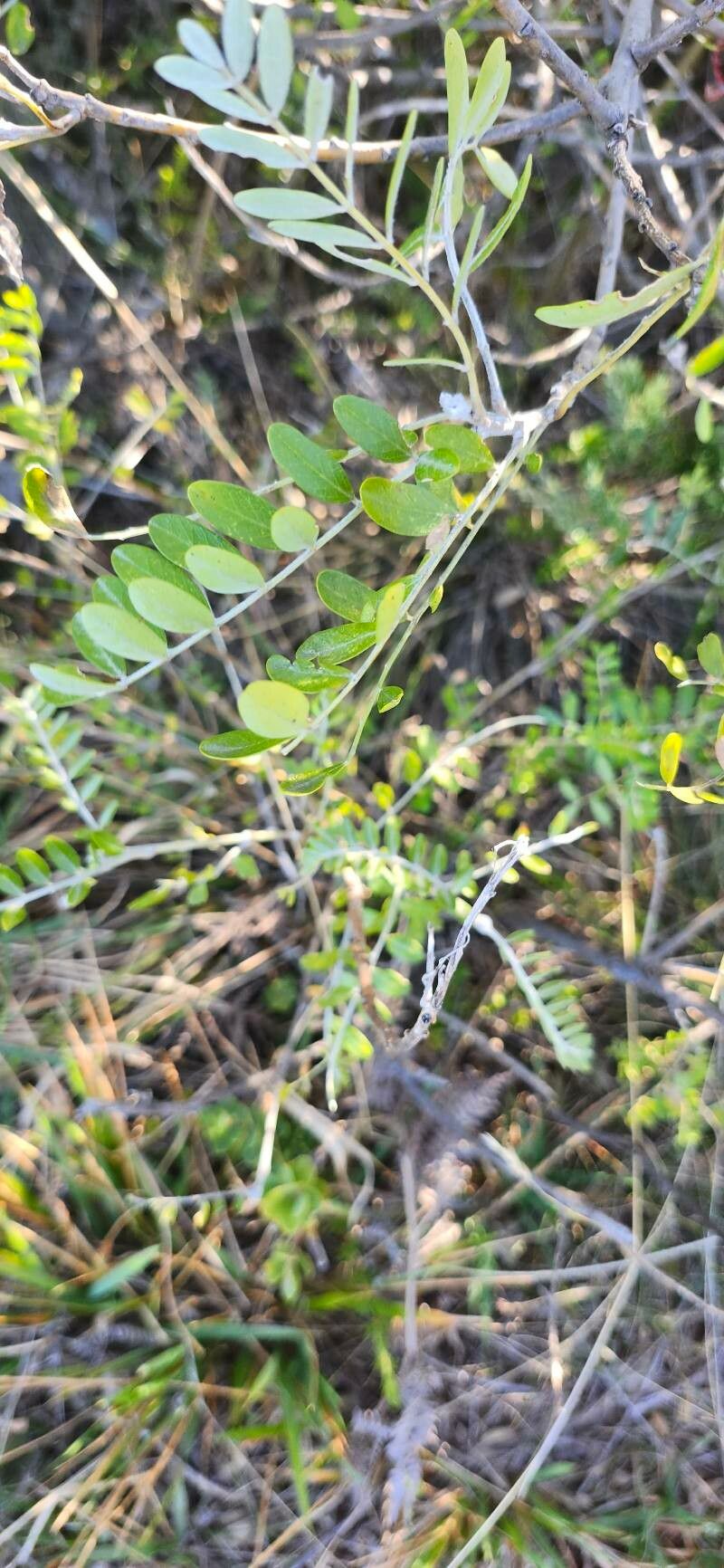 Sophora chrysophylla — related species from the same genus
