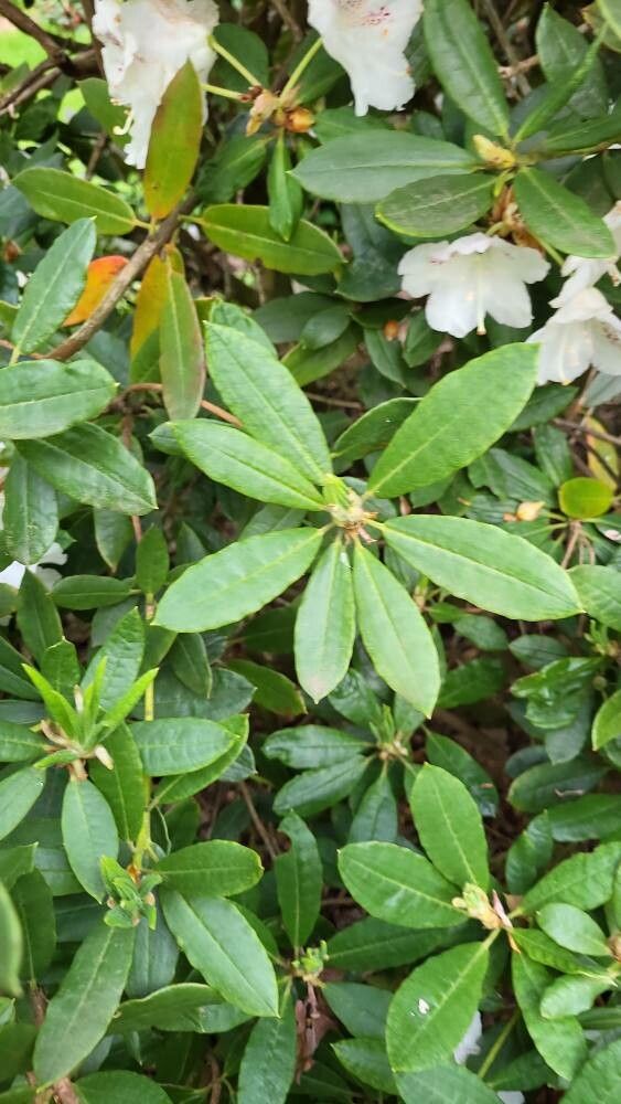 Rhododendron aberconwayi leaf
