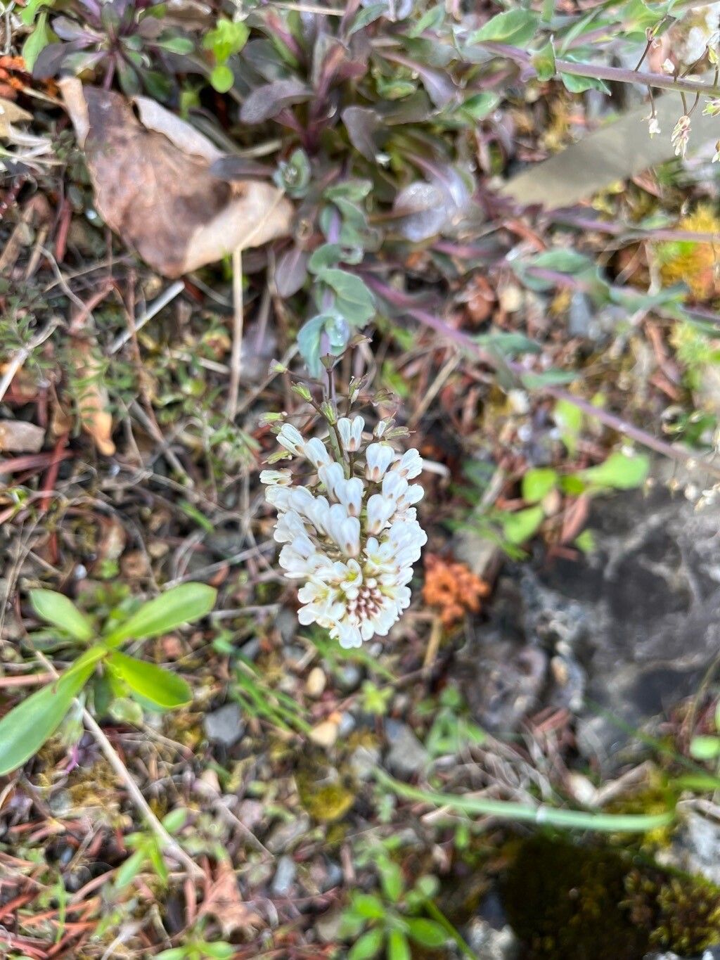 Noccaea densiflora flower