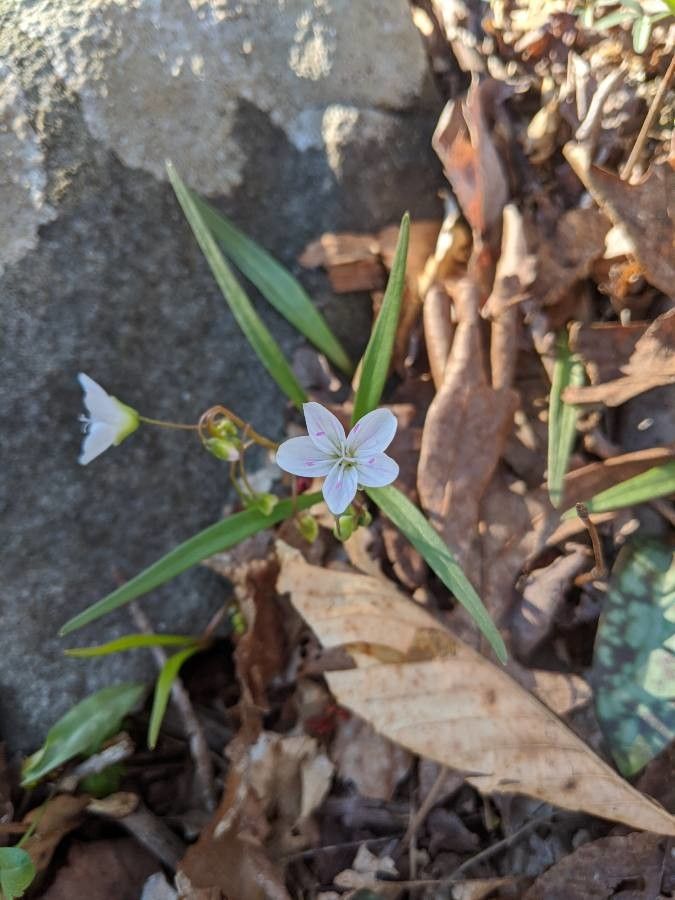 Claytonia caroliniana flower