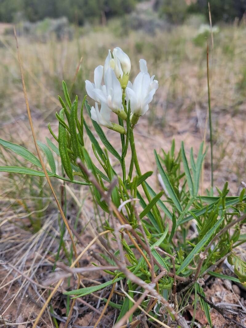 Astragalus tenellus flower