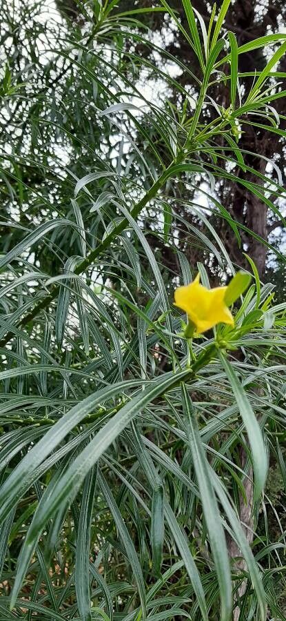Thevetia neriifolia — related species from the same genus