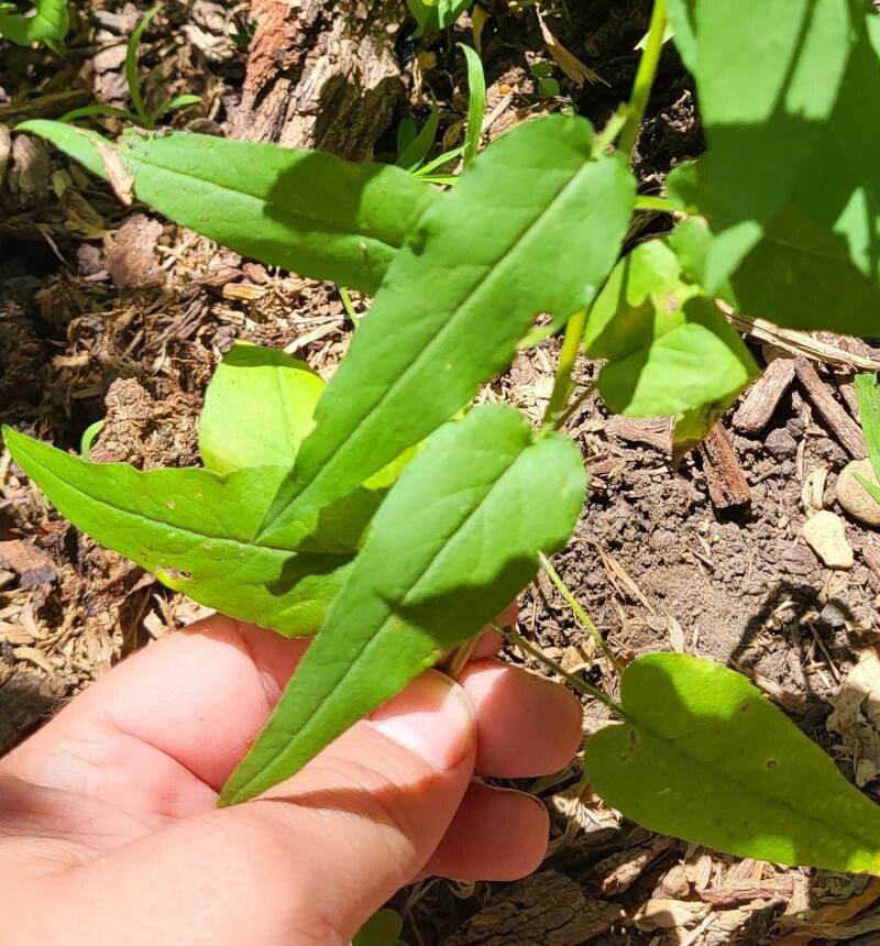 Symphyotrichum shortii — search result for 'Symphyotrichum'