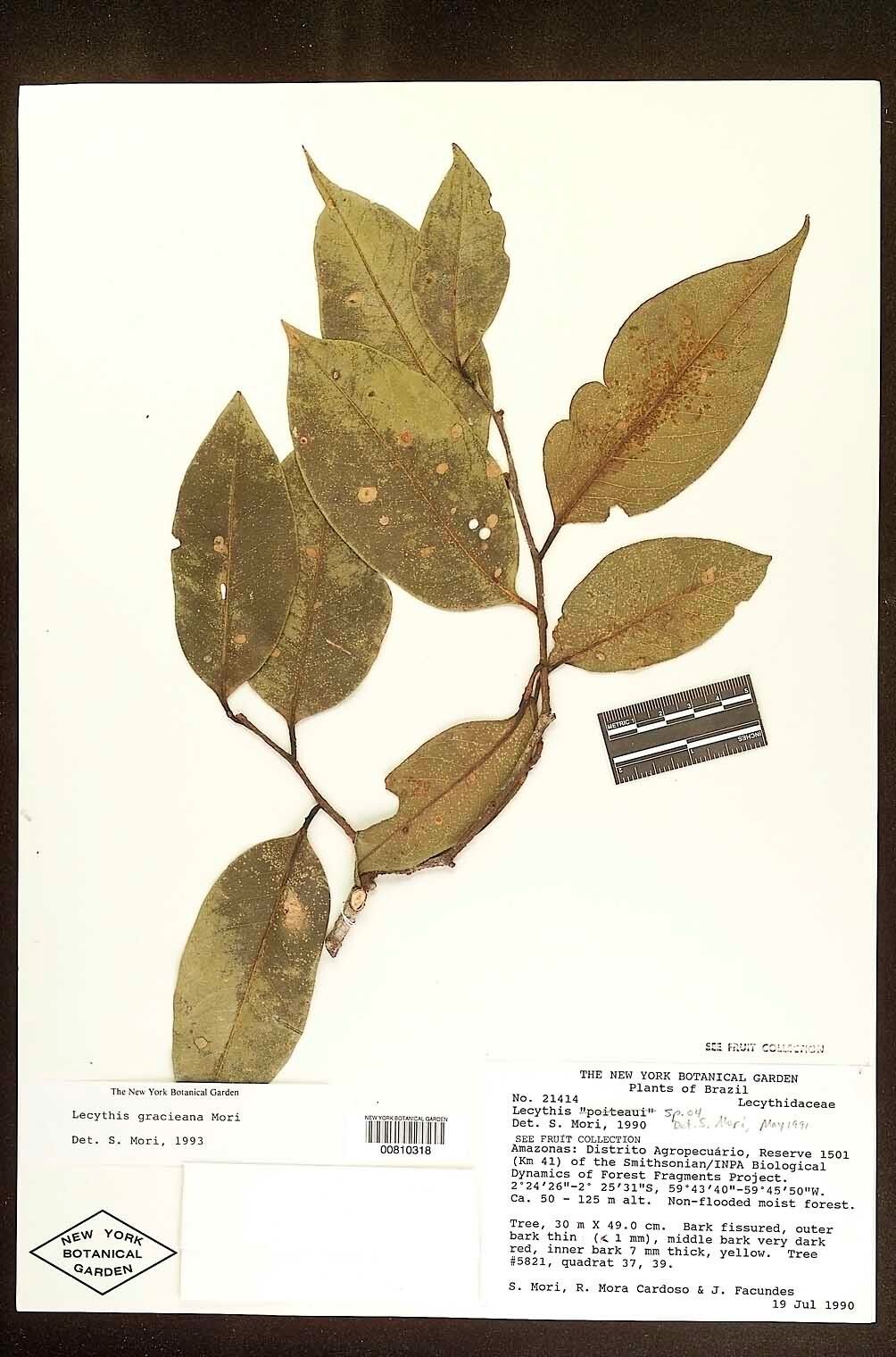 Lecythis gracieana leaf