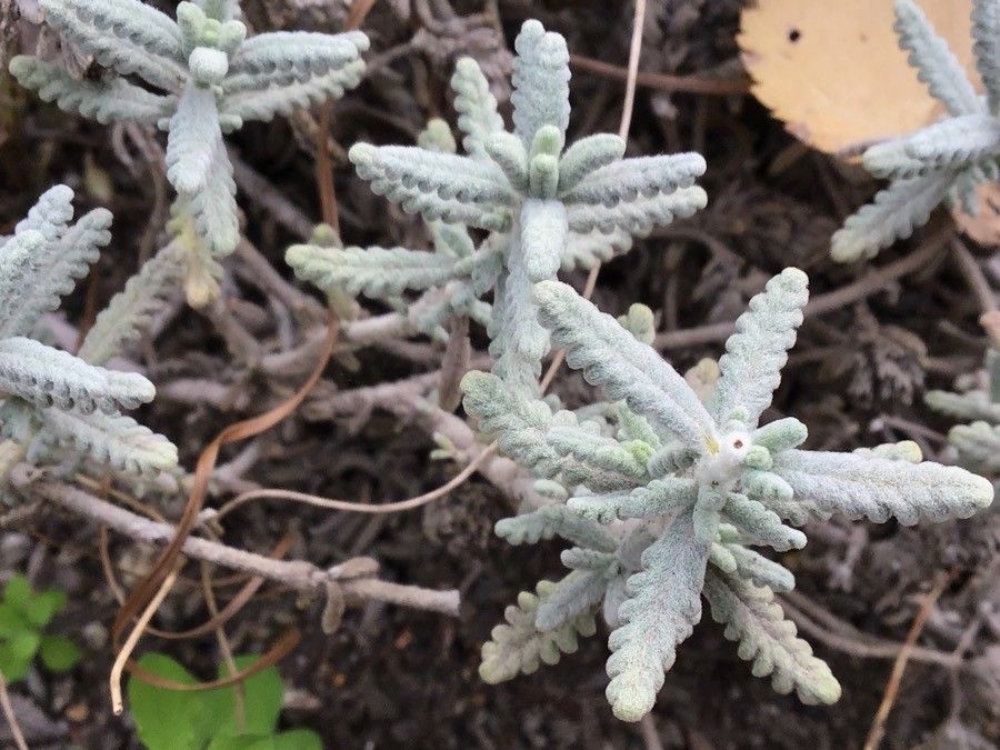 Teucrium vincentinum — search result for 'Teucrium'