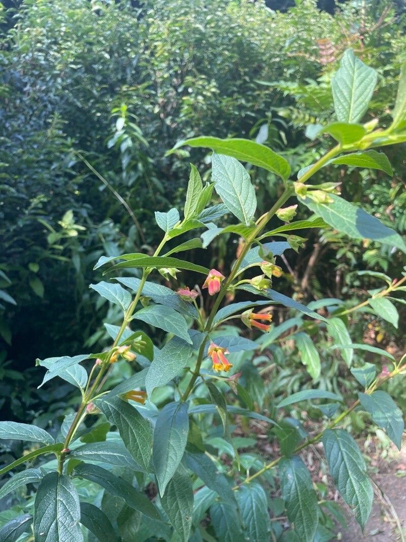 Lonicera involucrata — search result for 'Lonicera'