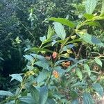 Lonicera involucrata