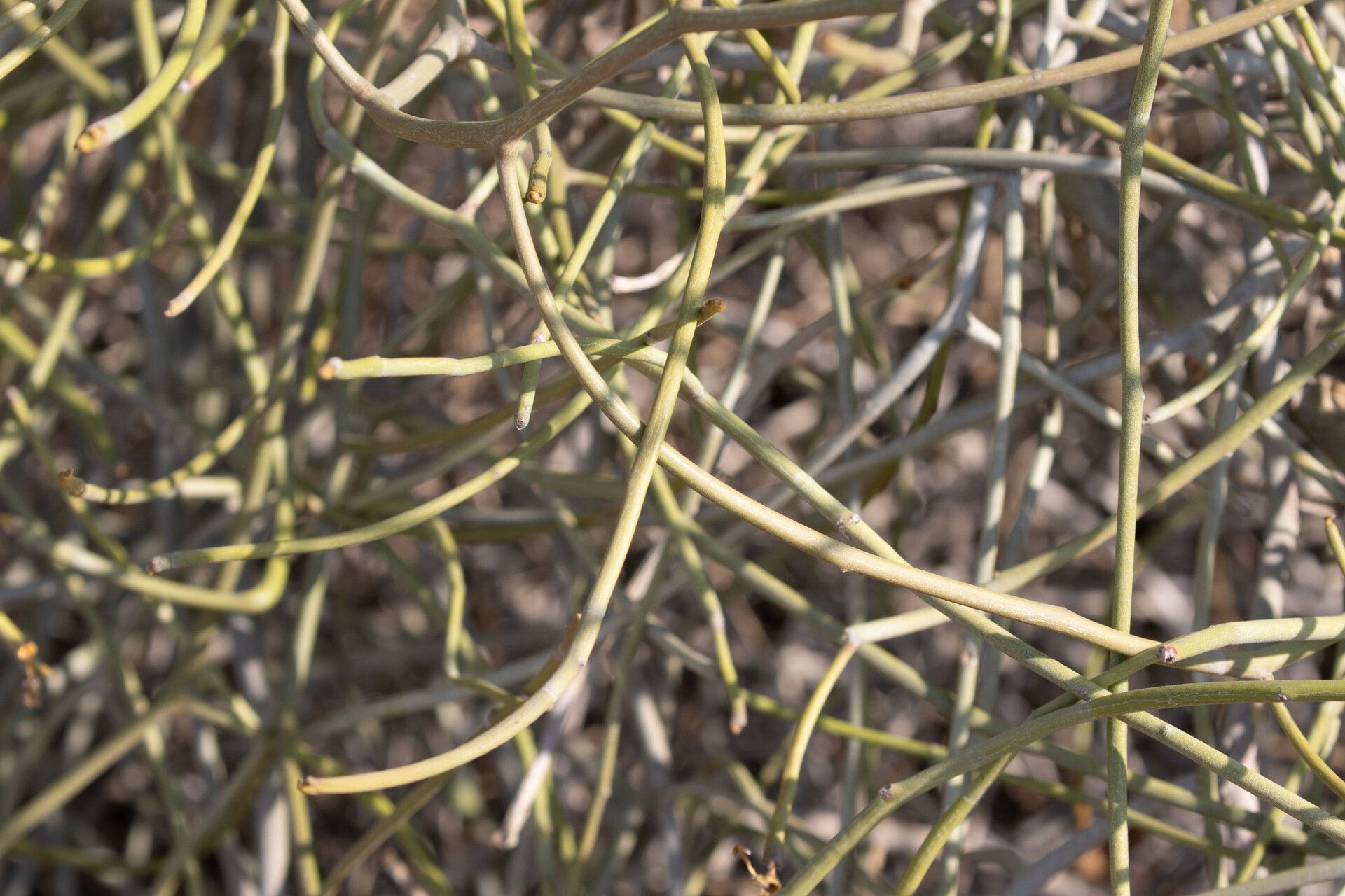 Euphorbia mainty — houseplant care guide