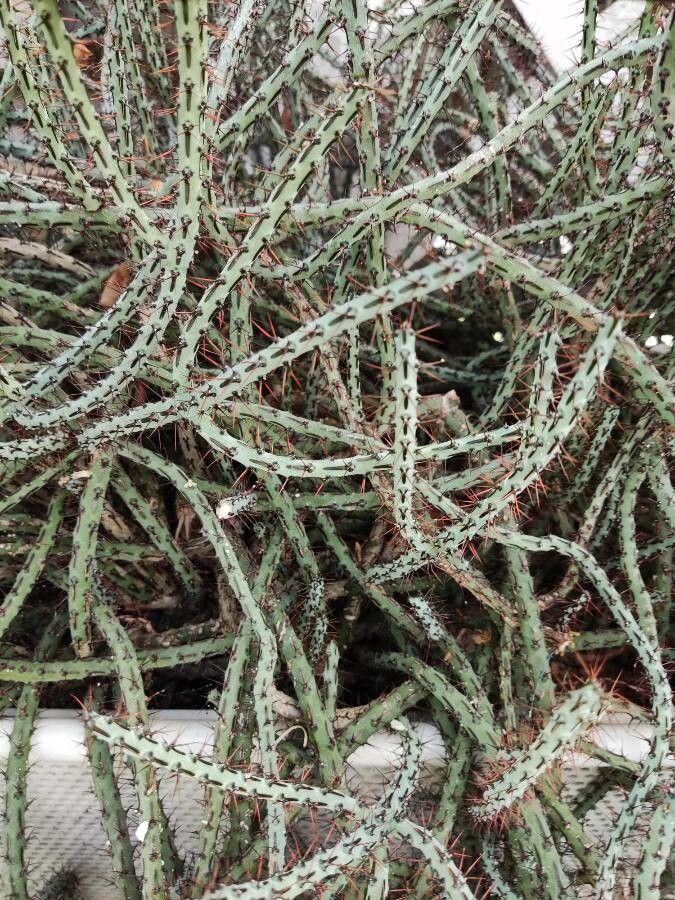Euphorbia aeruginosa bark