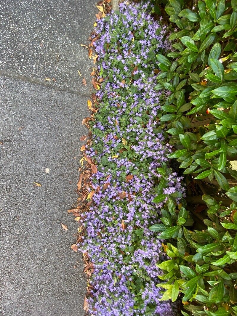 Campanula garganica habit