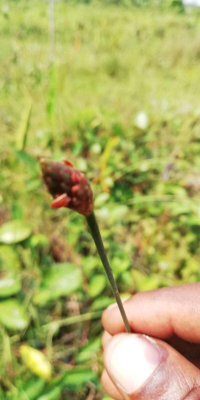 Xyris congensis flower
