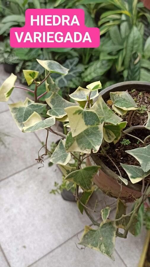 Senecio macroglossus leaf