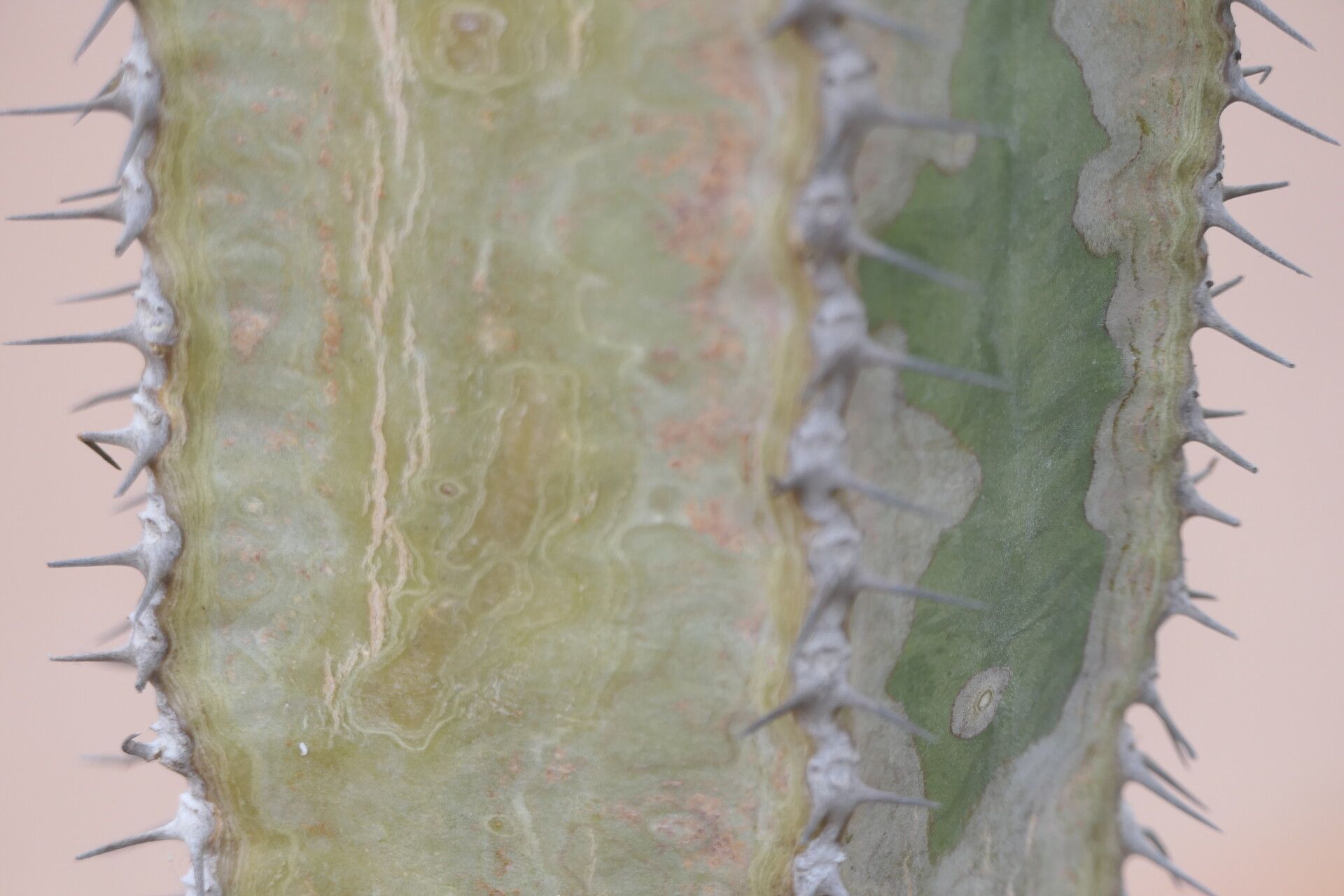 Euphorbia eduardoi — houseplant care guide