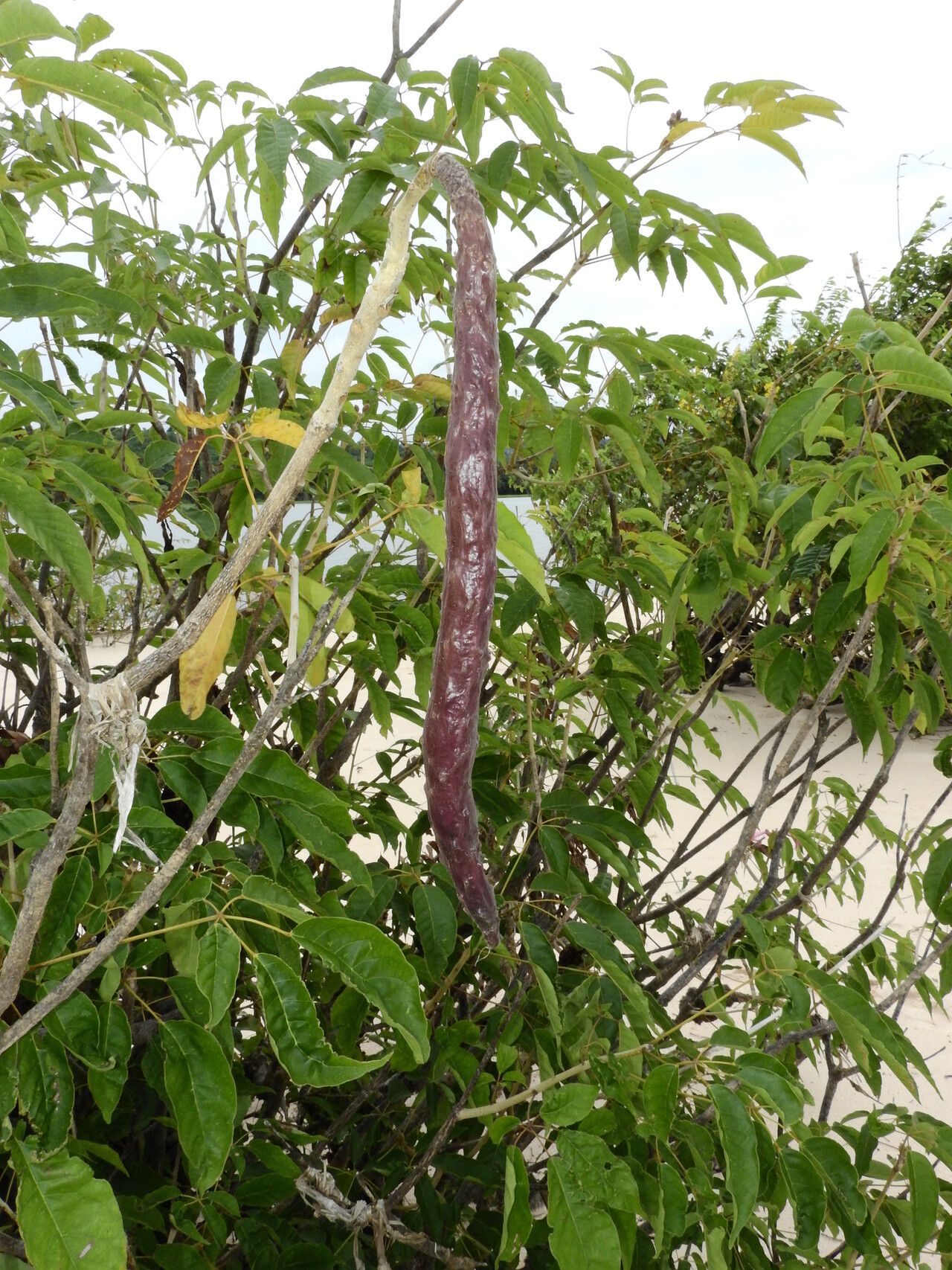 Handroanthus barbatus fruit