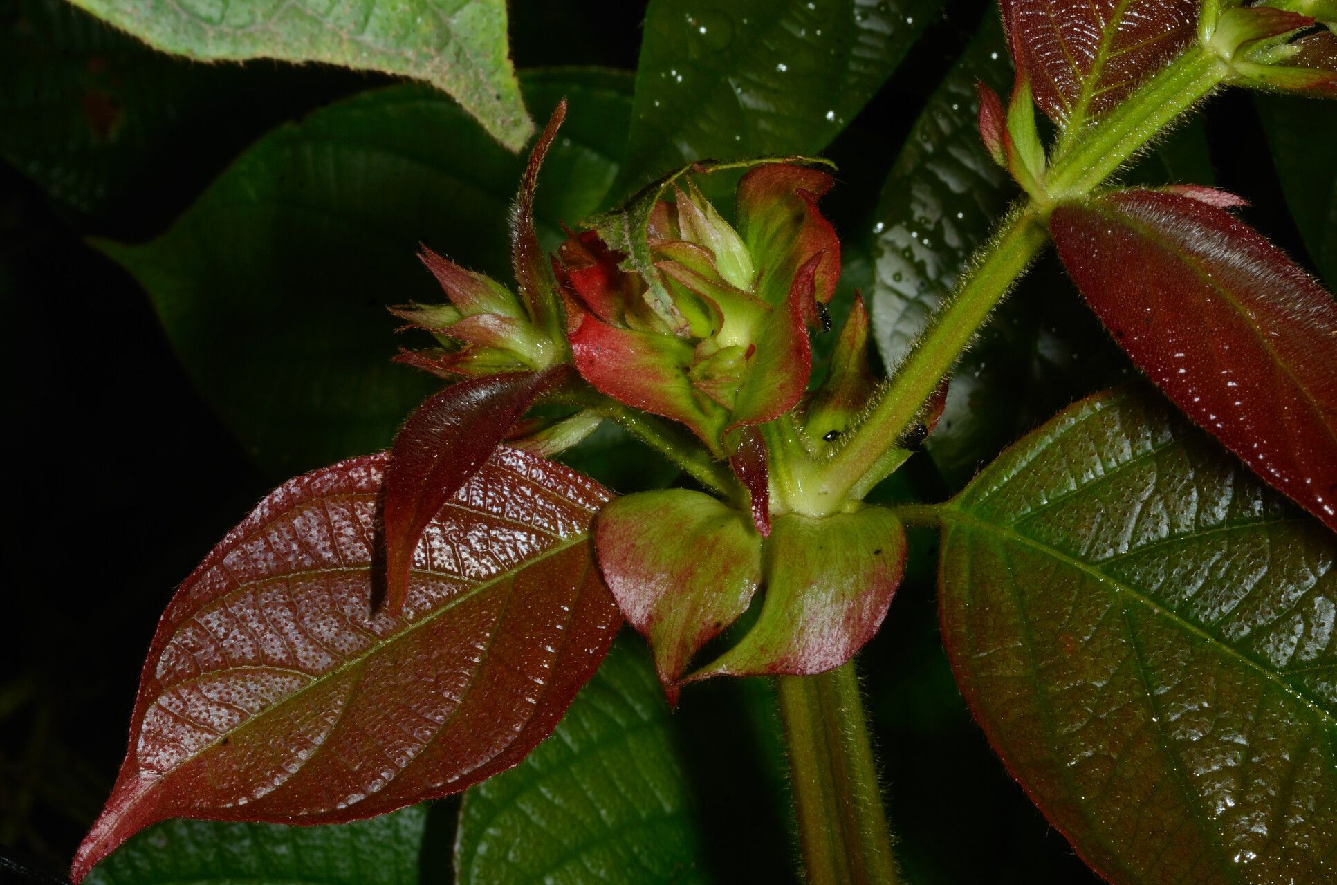 Uncaria donisii — related species from the same genus