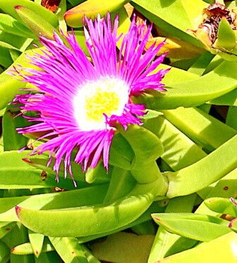 Carpobrotus dimidiatus — search result for 'Carpobrotus'