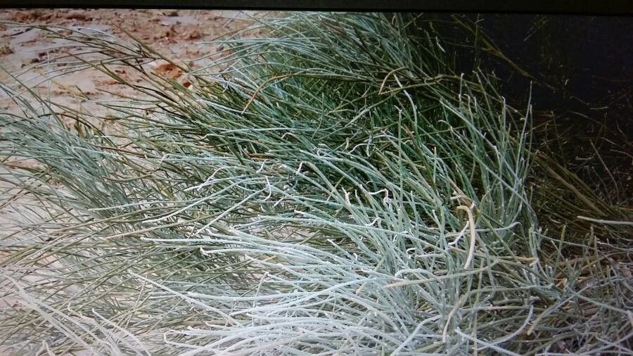 Asclepias subulata leaf