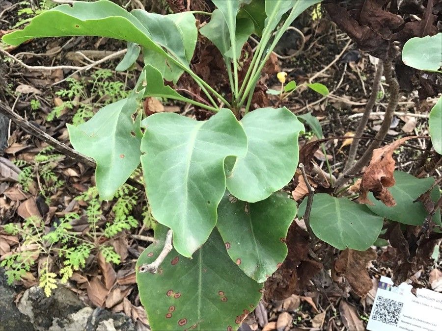 Limonium arboreum — related species from the same genus