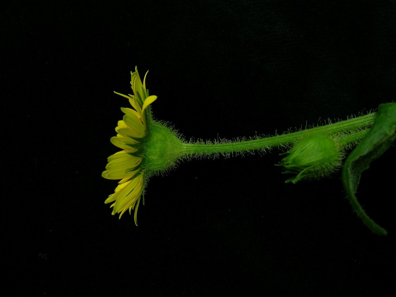 Doronicum kamaonense habit