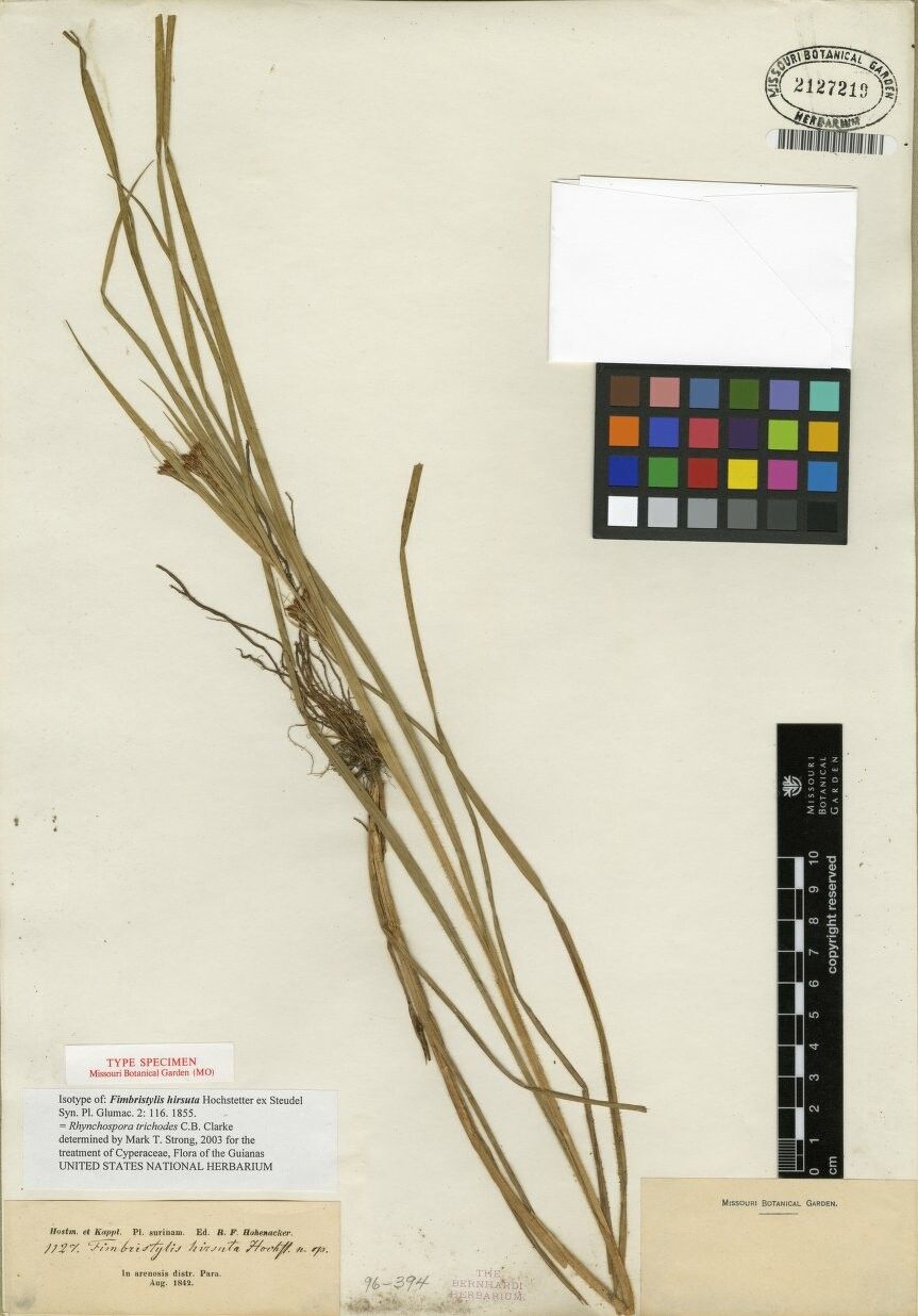 Rhynchospora divaricata other