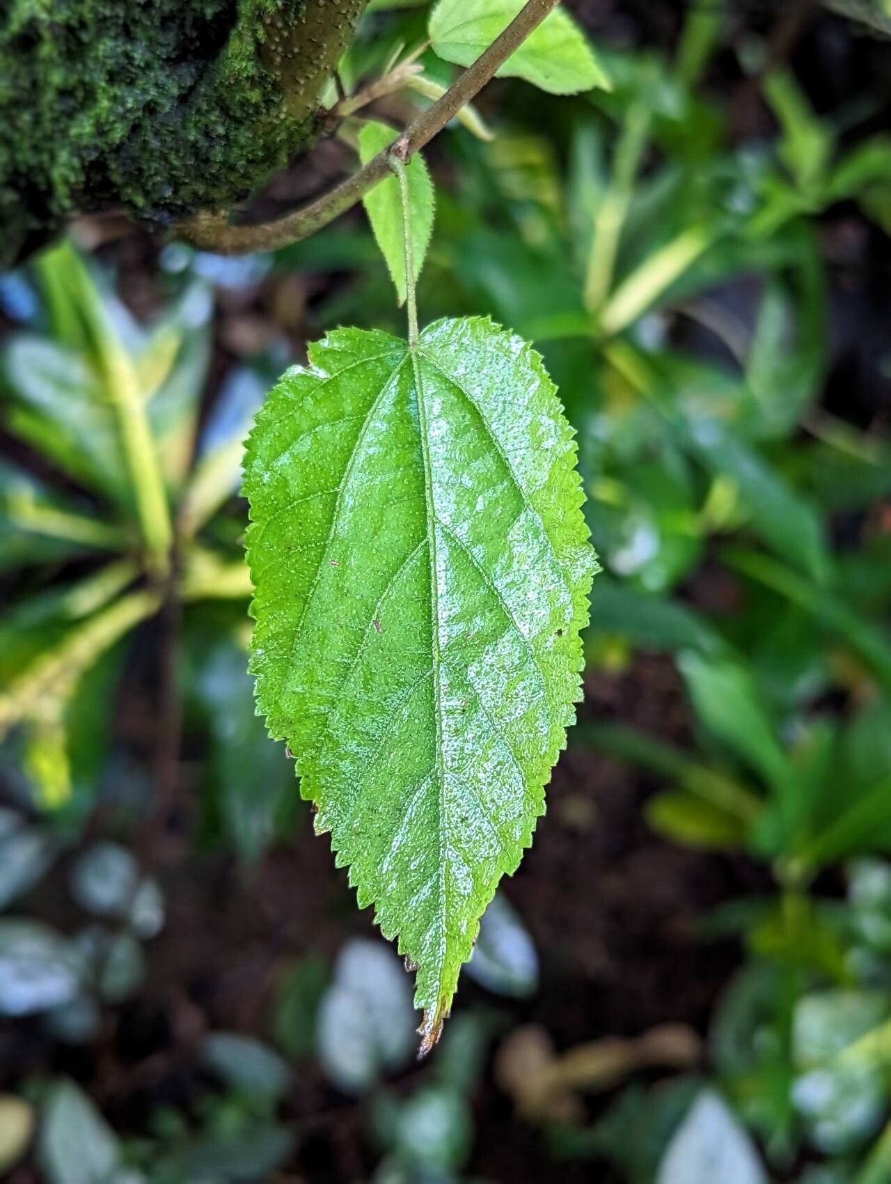 Helicteres macropetala leaf