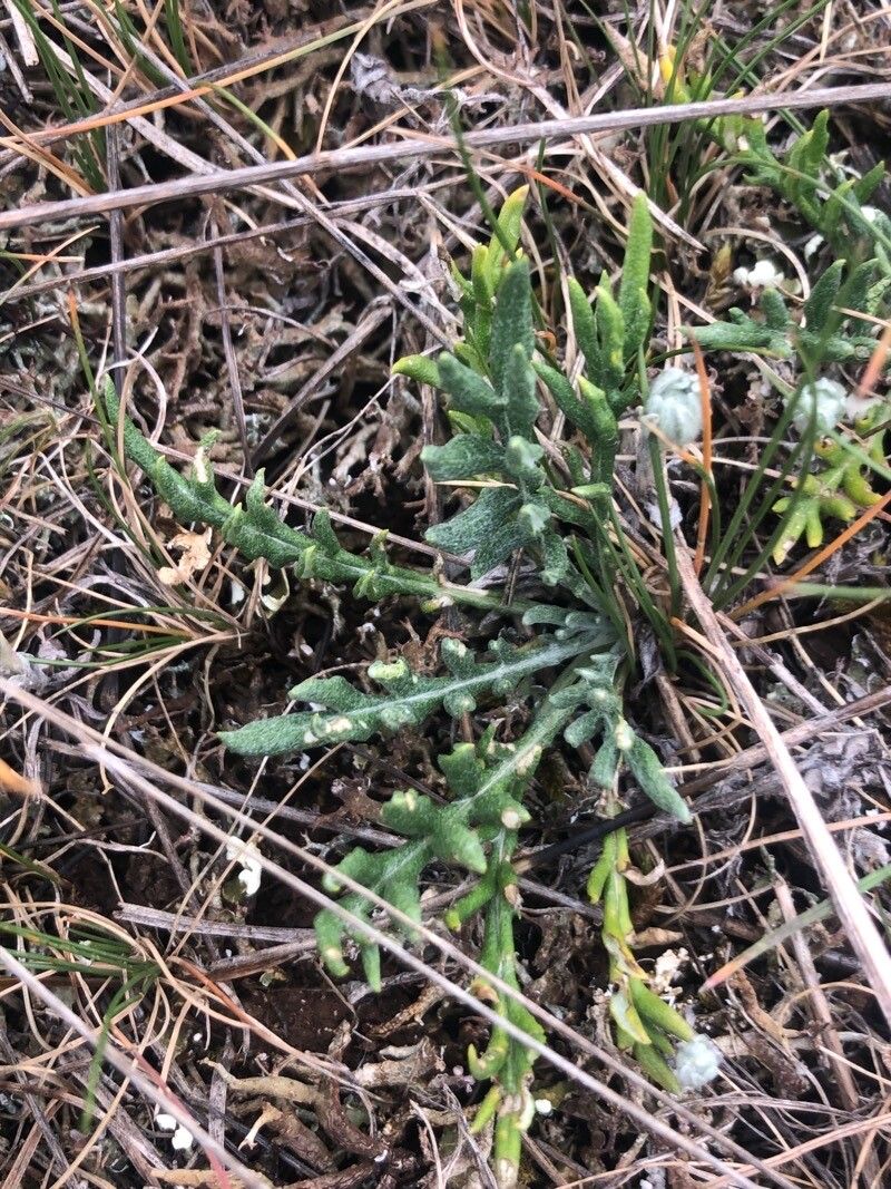 Jurinea humilis — houseplant care guide