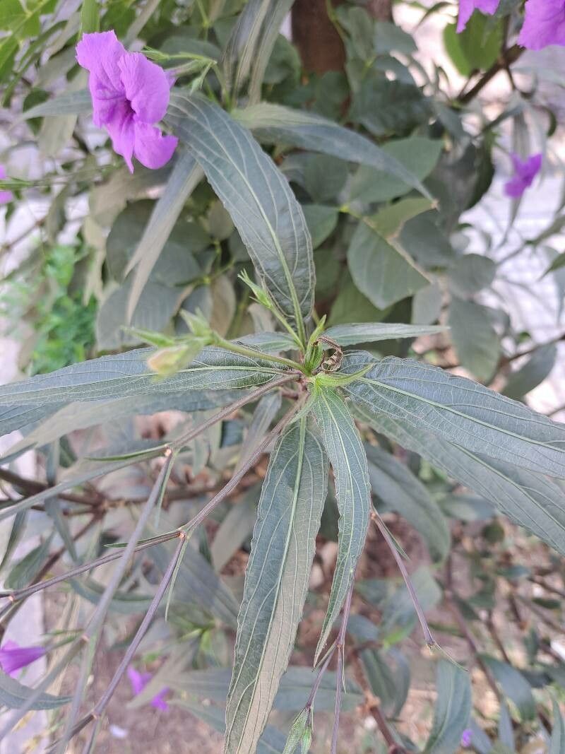 Ruellia angustifolia