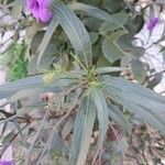 Ruellia angustifolia